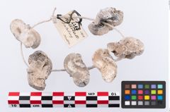 Foto von Astragalus (NHMW-PRAE-002293)